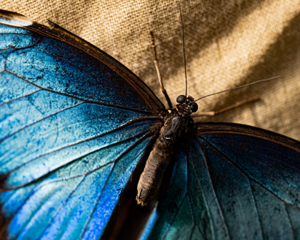 "Blue Butterfly" - Geschenkkarte - 18x13cm 