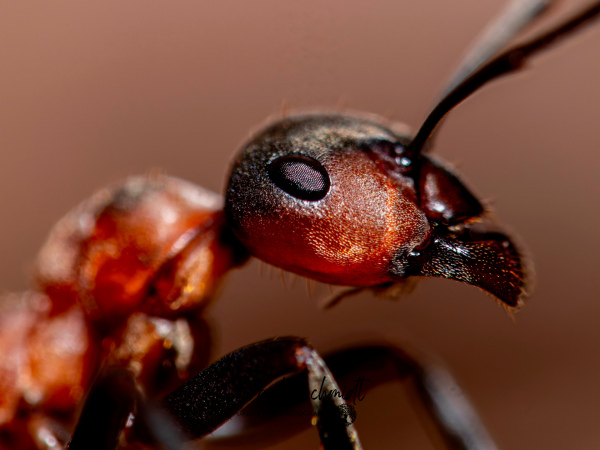 "Antman" - Geschenkkarte - 18x13cm