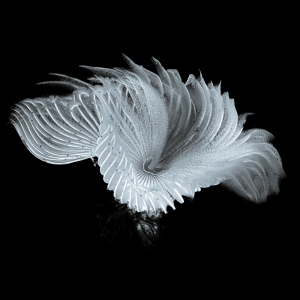 "Kleiner Fächer-Röhrenwurm" - Fujifilm Silk Papier - 32x32 cm